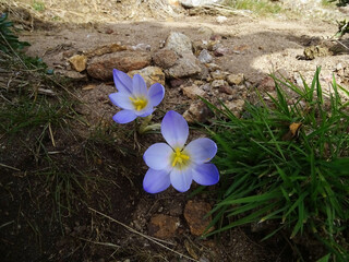 Flores moradas creciendo a principios de la primavera / Beautiful purple flowers growing at the beginning of spring