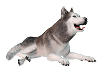 3D Rendering Siberian Husky on White