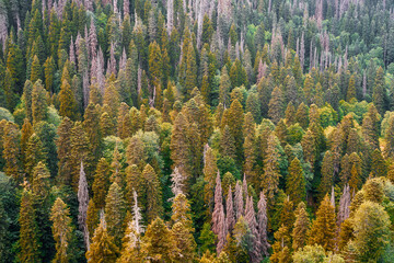 Panorama of the autumn forest in the mountains. Seasons of the year.