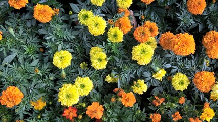 Scenic view of colorful flowers and plants for multipurpose use of projects