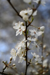 White cherry blossom in spring. Background of beautiful white cherry blossom. Cherry tree in white flowers. Blurring background.
