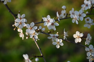 White cherry blossom in spring. Background of beautiful white cherry blossom. Cherry tree in white flowers. Blurring background.