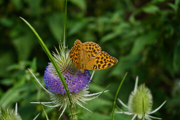 butterfly on blossom - argynnis paphia - green background - purple blossom