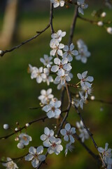 White cherry blossom in spring. Background of beautiful white cherry blossom. Cherry tree in white flowers. Blurring background.