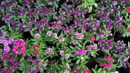 Scenic view of colorful flowers and plants for multipurpose use of projects