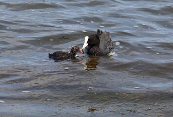 Eurasian coot (common coot, Fulica atra) family feeding. Parent gives algae to juvenile bird. Adult Australian coot and baby chick interaction. Waterbirds offsprings brood. Motherhood and care concept