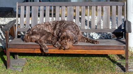 Obraz premium relaxing dog is lying on a wood bench in the garden on a sunny spring day