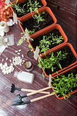 Seedlings of vegetables and herbs in   kitchen of   house.