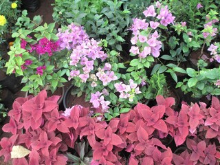 Scenic view of colorful flowers and plants for multipurpose use of projects