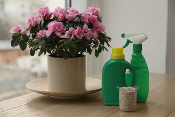 Azalea in pot and different house plant fertilizers on wooden windowsill indoors