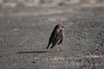 sparrow on the beach
