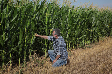 Naklejka na ściany i meble Farmer or agronomist inspecting corn cob and plants in field, agriculture in summer