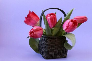 Wicker basket with a bouquet of scarlet tulips on a pastel background, side view