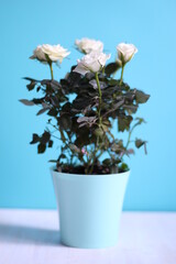 Growing white rose flowers in a pot on blue background