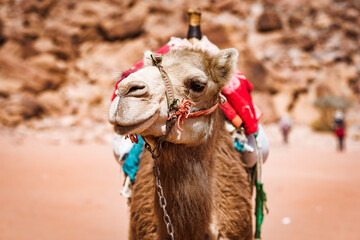 Wadi rum in Jordan sandy landscape with camels