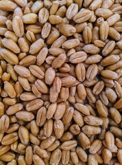 WHEAT GRAINS