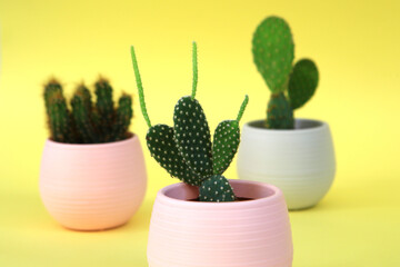 Cacti in colorful flower pots. Tiny sweet cactus.