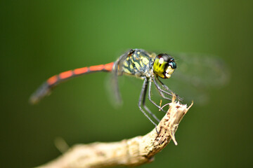 Red tail yellow body dragonfly