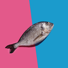 One dorado fish on a bright blue and pink background with hard shadows