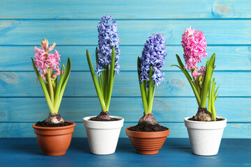 Fototapeta na wymiar Different beautiful potted hyacinth flowers on blue wooden table