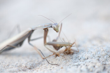 The praying mantis feeds on a grasshopper