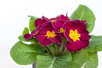Fototapeta premium Maroon primrose close-up on a white isolated background. A maroon cultivated flower blooms. A flowering shrub of maroon-yellow primrose in a pot.