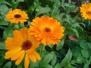 orange flowers