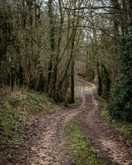 Tracks in the dark forest