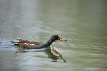 Moorhen on lake with nest building material in its beak