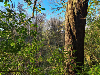Obraz premium tree in the forest