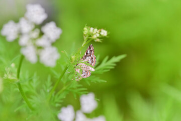 Lepidopteran insects on wild plants in northern China