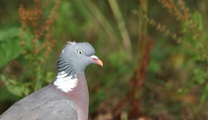 Pigeon in woods