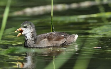 Young Moorhens on a lake