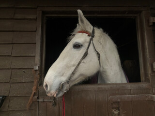 Obraz premium white horse portrait