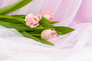 Delicate bouquet of pink tulips close-up on a pink background. Spring mood. Spring greeting card for Mother's Day or Women's Day, Valentine's Day.