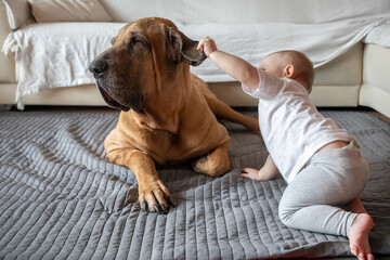 Little girl playing with big dog in home living room in white color. Dog is fila brasileiro breed. The concept of lifestyle, childhood, upbringing and family