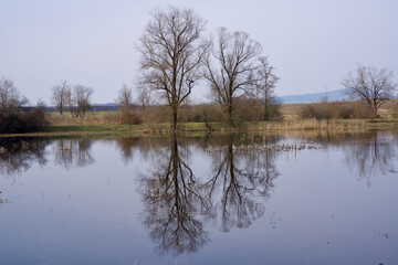 Reflecting trees in pond with reed and beautiful marsh scenery.