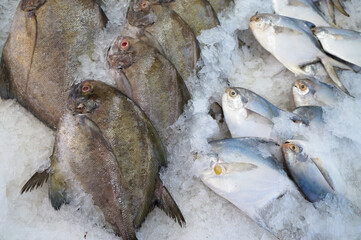 fish market stall with fish in ice, fishes background