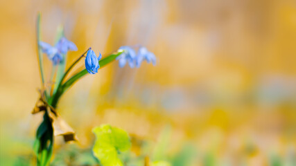 Spring background of scilla flowers in natural forest environment