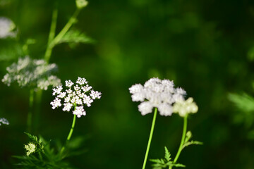 Beautiful Chinese herbal wild snake bed flowers on a green background