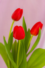 Naklejka premium Red tulips close-up on a fabric pink background. Spring mood. Spring greeting card for Mother's Day or Women's Day, Valentine's Day.