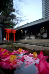 水面に浮く花と鳥居
