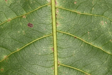 Beautiful striped pattern background of sandalwood leaf