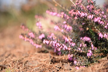 Erica spring flowers in garden, spring heather, spring background
