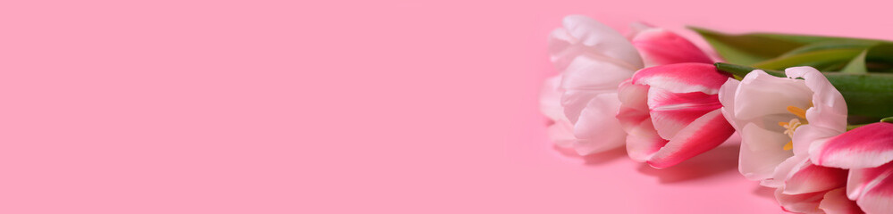Fototapeta premium Pink and white tulips on a pink background. Flat lay, top view. Love, International Women day,8 March, Happy Easter, Mother day and Happy Valentine day concept. Banner. Copy space for text