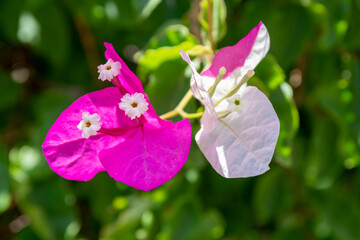 Close up on beautiful pink and white  bougainvillea flowers. Bright fuchsia colored petals of the...