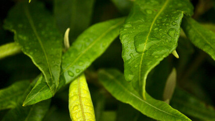 Leaves