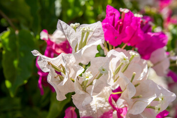 Close up on beautiful pink bougainvillea flowers. Bright fuchsia colored petals of the Aegean. Typical sign of summer. Blurry and natural background with copy space