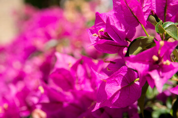 Fototapeta na wymiar Close up on beautiful pink bougainvillea flowers. Bright fuchsia colored petals of the Aegean. Typical sign of summer. Blurry and natural background with copy space