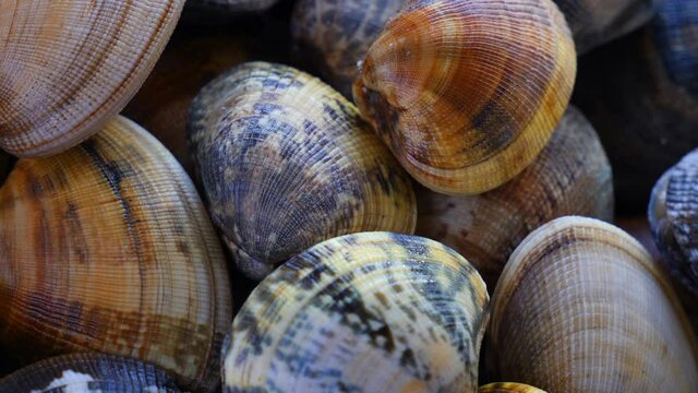 Raw fresh clams vongole seashells at market